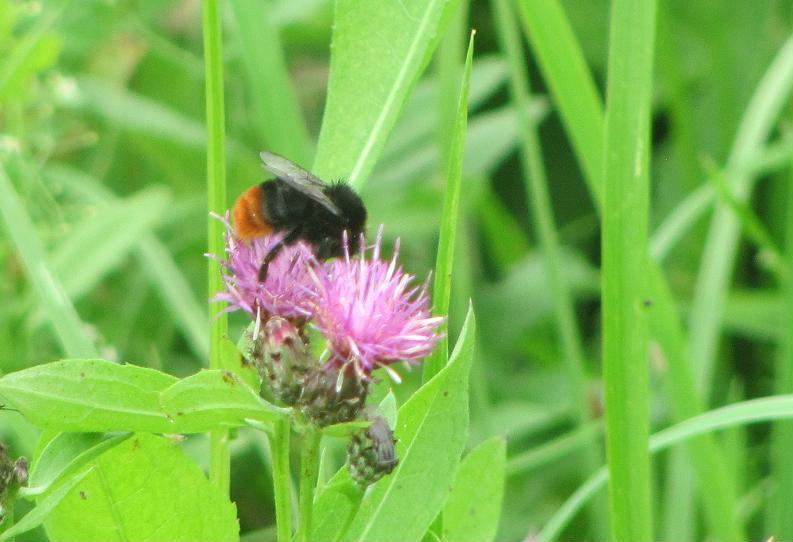 Bombus cfr. lapidarius